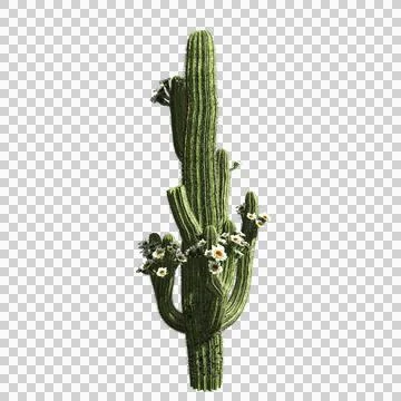 Cactus plant Stock Illustration