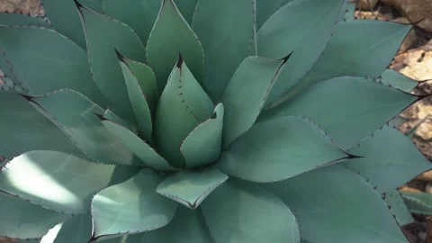 A cactus plant  with inception mode Stock Footage 299954760