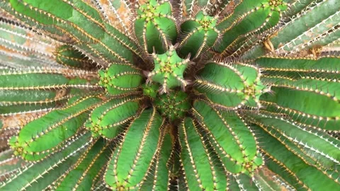 A cactus plant  with inception mode Видео 299969139
