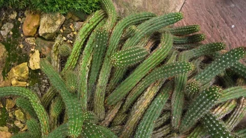 A cactus plant  with inception mode Vidéo 299969479