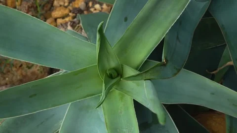 A cactus plant with inception mode Stock Footage 300102757