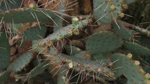 A cactus plant with inception mode Vidéo 300103075
