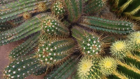 A cactus plant with inception mode Vídeos de archivo 300103258