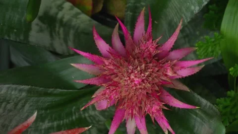 A cactus plant with inception mode Видео 300103479