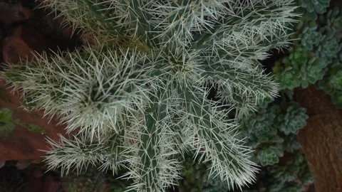 A cactus plant with inception mode Видео 300104642