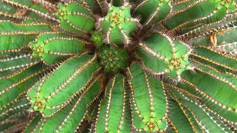 A cactus plant with inception mode 库存影片 300108710