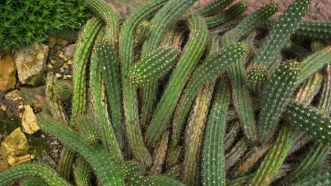 A cactus plant with inception mode