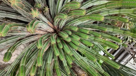 A cactus plant with inception mode Stockbeeldmateriaal 300114815