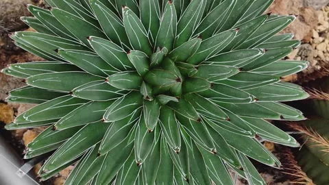 A cactus plant with inception mode 库存影片 300120253