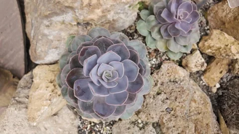 A cactus plant with inception mode Stock Footage 302484391