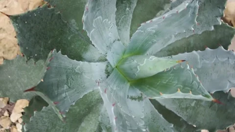 A cactus plant with inception mode Видео 302484954