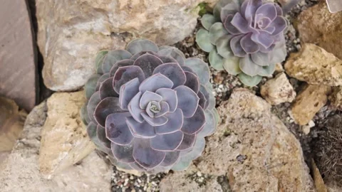 A cactus plant with inception mode 库存影片 302491832