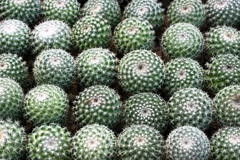 Cactus plant leaves pattern. Stock Photos