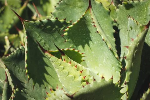 Cactus plant macro, cactus pattern closeup - succulent - Stock Photos