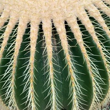 Cactus, plant, nature, desert, sharp, thorn, botany, cacti, closeup, garden, suc Stock Photos