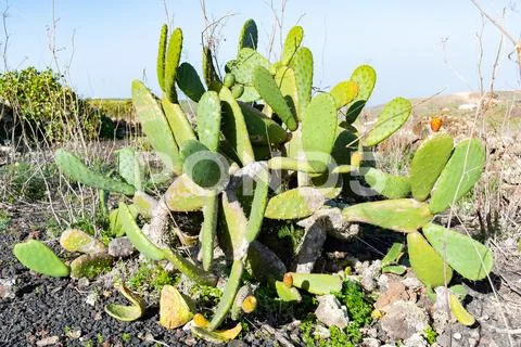 Cactus plant Opuntia ficus-indica, Lanzarote, Canary Islands, Spain Stock Photos