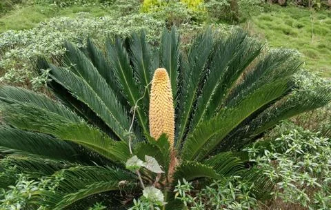Cactus plant in a park near to Darjeeling India Stock Photos
