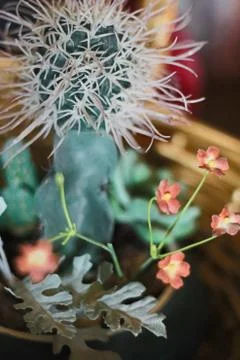Cactus Plant Stock Photos