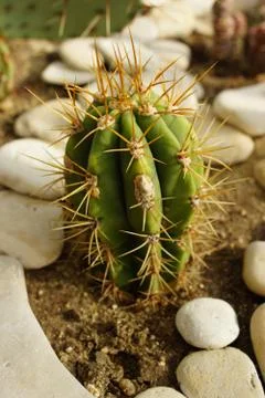 Cactus Plant 写真素材
