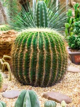 Cactus plant Stock Photos
