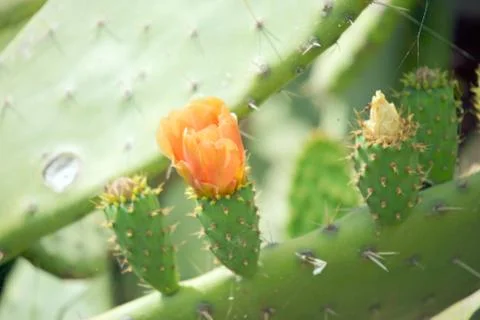 Cactus plant Stock Photos