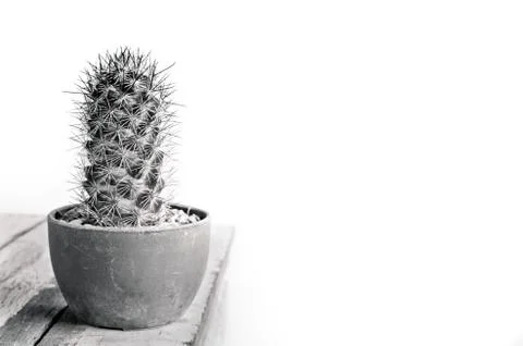 Cactus plant Foto stock