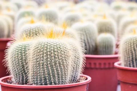 Cactus Plant Foto stock