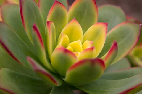 Cactus Plant Stock Photos