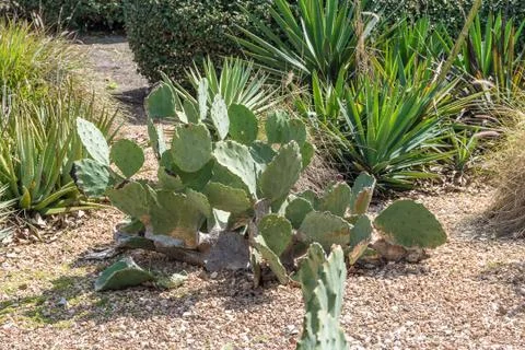 Cactus Plant Stock Photos