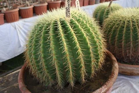 Cactus plant Stock Photos