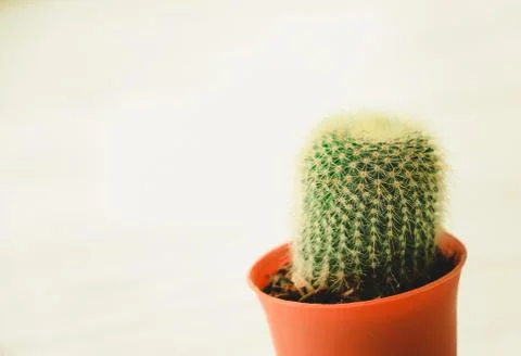 Cactus plant Stock Photos