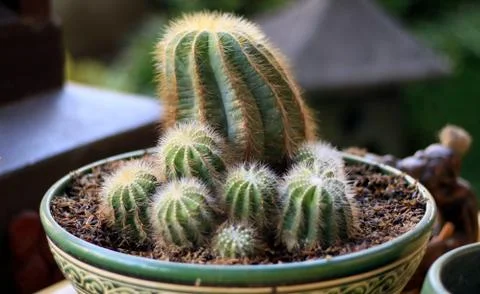 Cactus plant Stock Photos