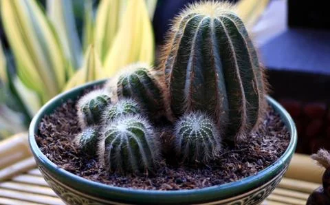 Cactus plant Stock Photos