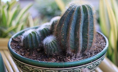 Cactus plant Stock Photos