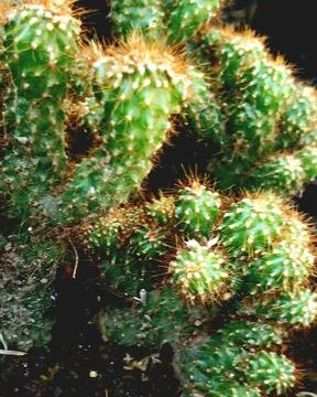 Cactus plant Foto stock