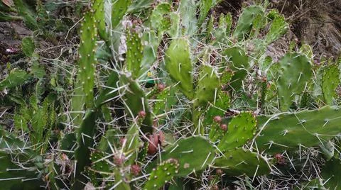Cactus Plant Foto stock