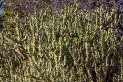 Cactus plant Stock Photos