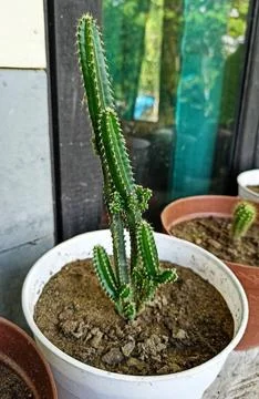 Cactus plant Stock Photos