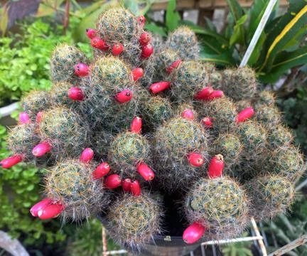 Cactus plant Stock-Fotos