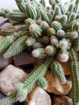 Cactus plant Stock Photos