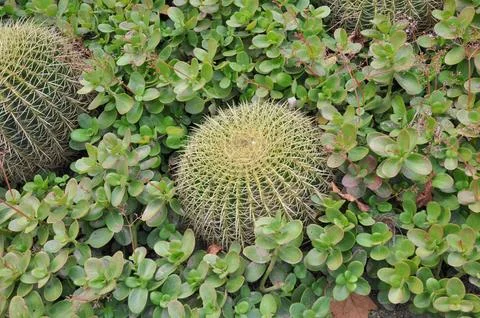 Cactus plant Stock-Fotos