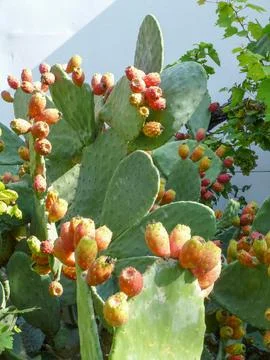 Cactus plant Stock Photos