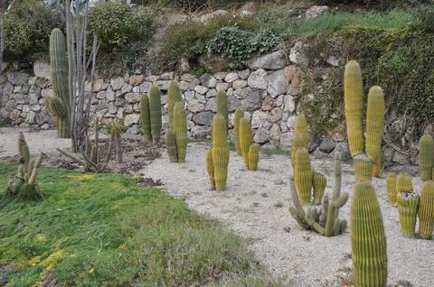 Cactus plant Foto stock