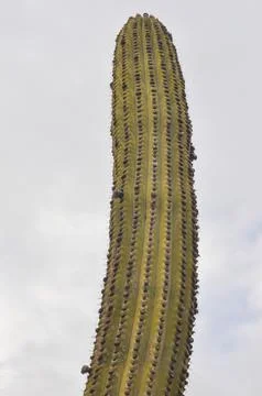 Cactus plant Stock Photos