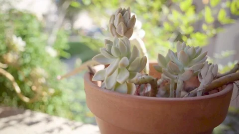 Cactus plant in a pot Stock Footage 123157658
