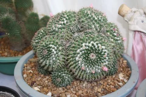 Cactus plant in a pot Stock Photos