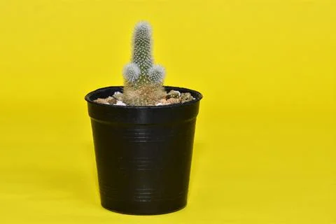 Cactus plant in pot. Stock Photos