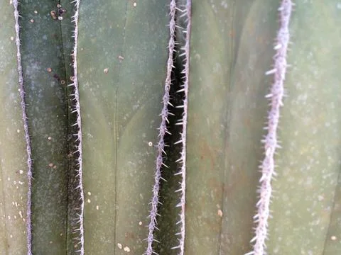 Cactus plant with sharp prick thorns danger Stock Photos