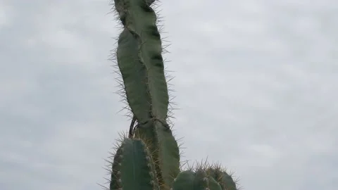 Cactus plant with sharp thorns and white flower isolated sky nature  background. Vidéo 158018188