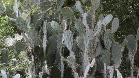 Cactus plant with sharp thorns in the forest Stock Photos
